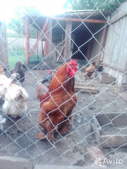 Куры нишушки