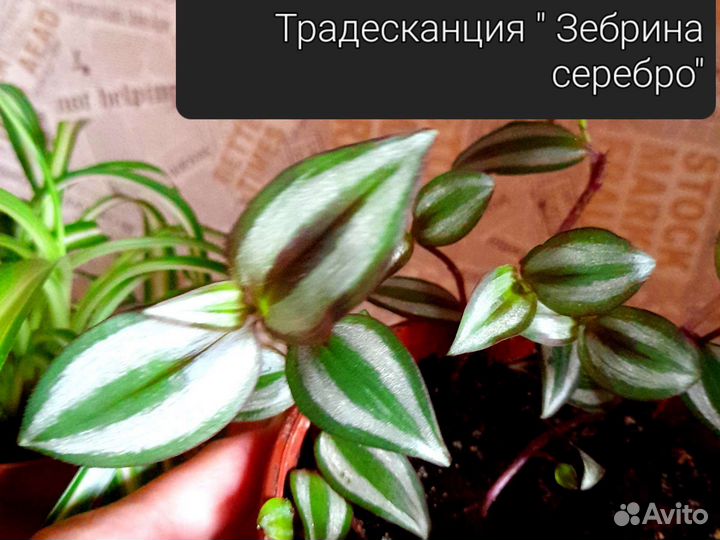 Красивые домашние цветы