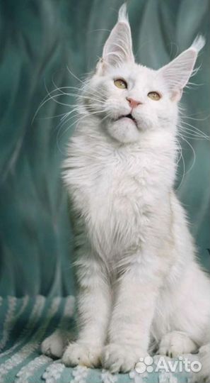 Кот мейн-кун вязка
