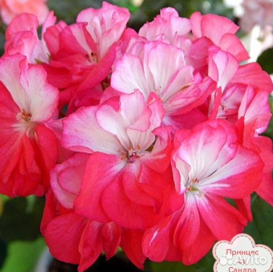 Пеларгония(герань)сортовая