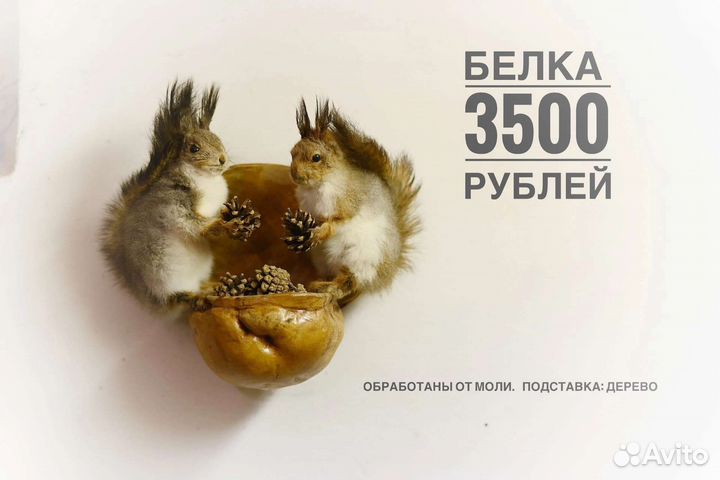 Чучело белки ворон енот и другие