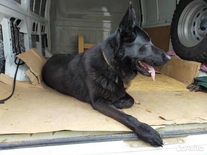 Вязка кобель вео