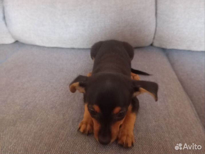 Русский той-терьер