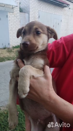 Щенки бесплатно