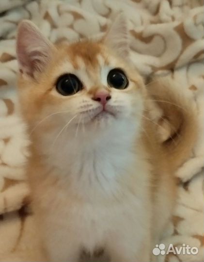 Девочка с правом разведения