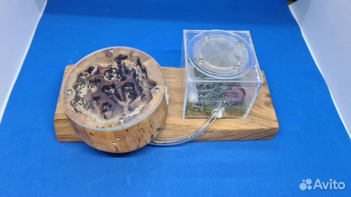 Harpegnathos saltator отводки и не только