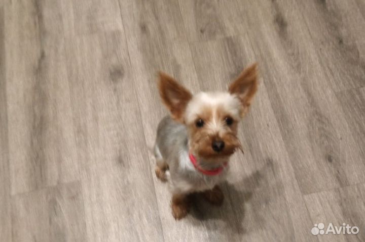 Йоркширский терьер