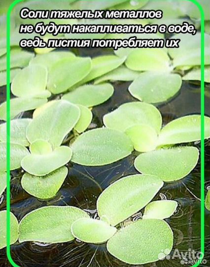 Роголистник прополка
