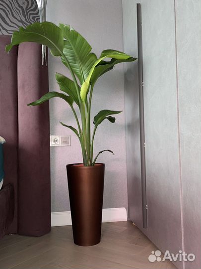 Стрелиция Николая h120/h150 по 2-3растения