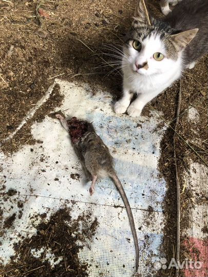 Кошки крысоловы