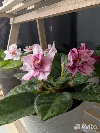 Продам фиалки