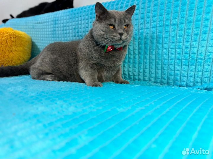 Британская кошка бесплатно