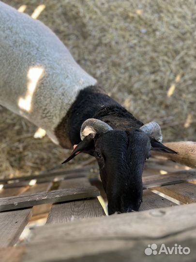 Баран дорпер