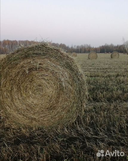 Солома ячменная в тюках