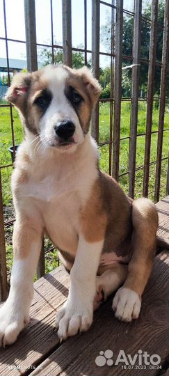 Среднеазиатская овчарка алабай щенки