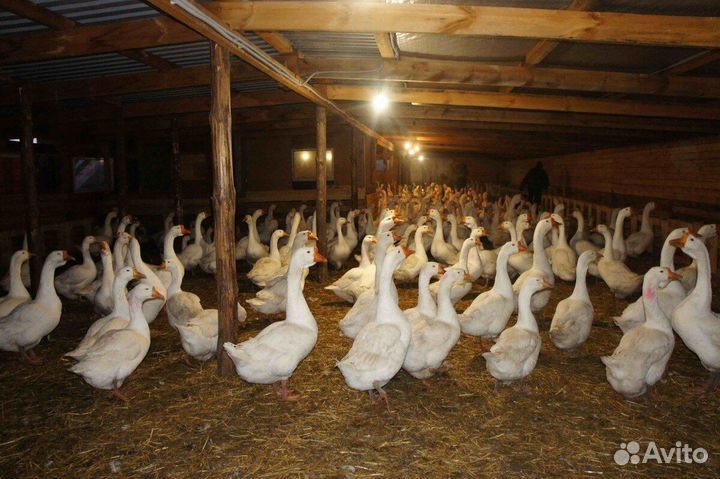 Гуси гусь гуси мясом мясо гуся