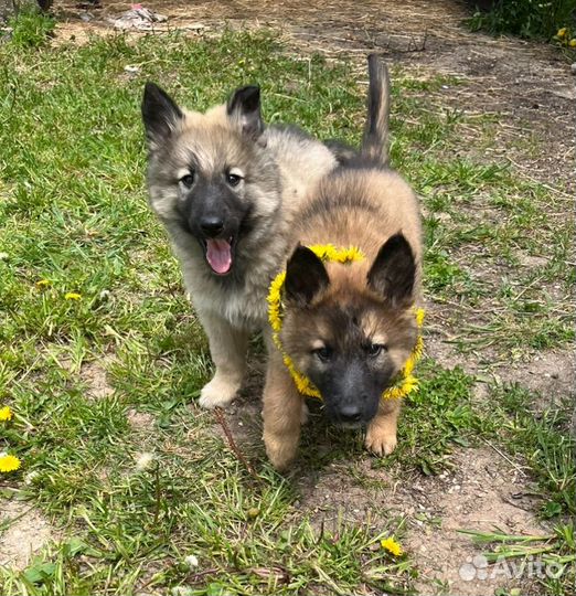 Бельгийская овчарка грюнендаль и тервюрен