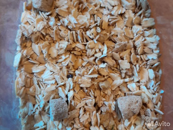 Жук знахарь