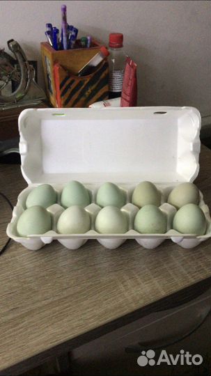 Инкубационное яйцо