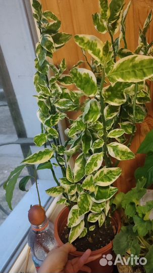 Педилантус