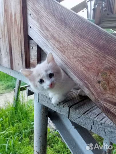Котик в дар