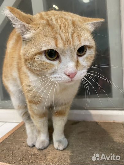 Коты в добрые руки