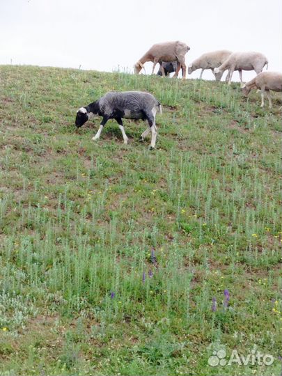 Овцы бараны ягнята оптом