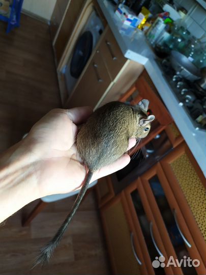 Белка дегу с клеткой