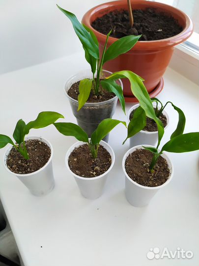 Спатифиллум