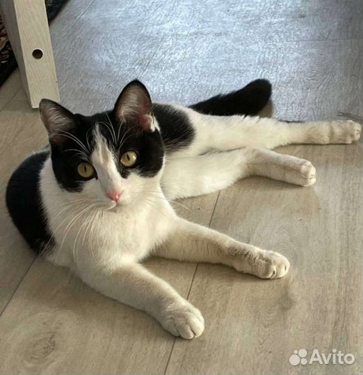 Кошечка в добрые руки
