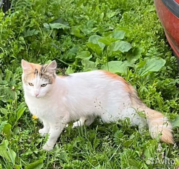 Ласковая кошка на улице стерилизована