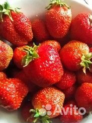 Саженцы клубники. Ромашка крупная