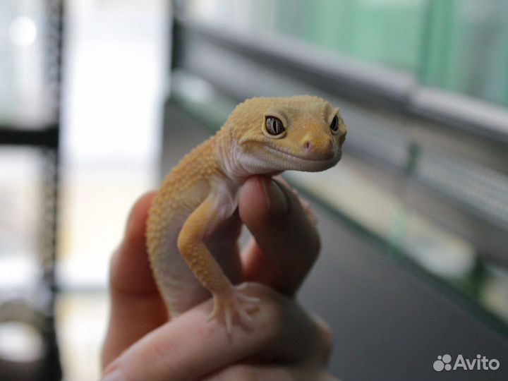 Геккон эублефар