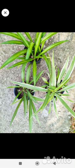 Хлорофитум