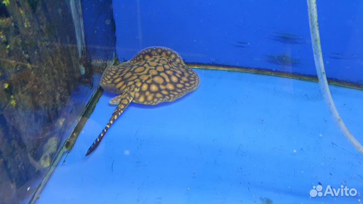 Скаты гибрид