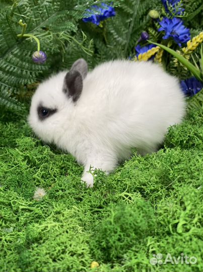 Карликовый кролик