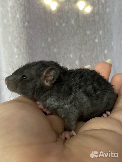 Крысята дамбо