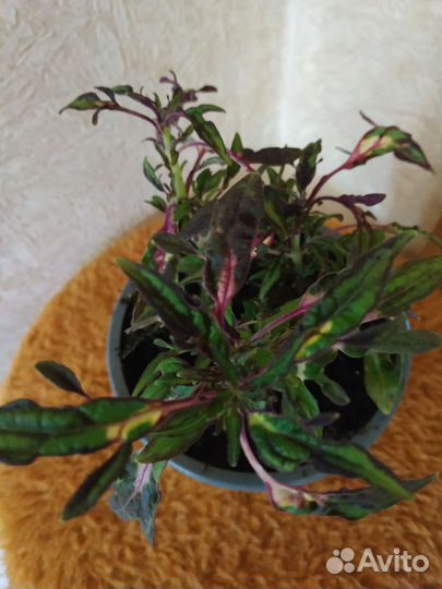 Домашние цветы