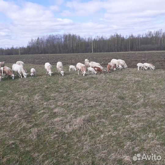 Овцы бараны матки ягнята