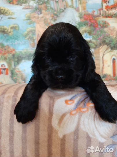 Щенки кокера спаниеля