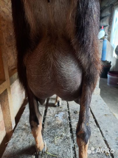 Козы и козлята продажа