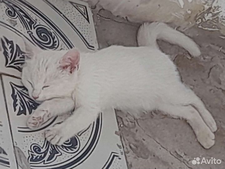 Кошка в дар
