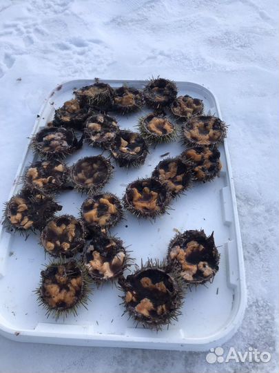 Морской еж
