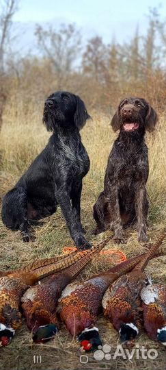 Натаска легавых