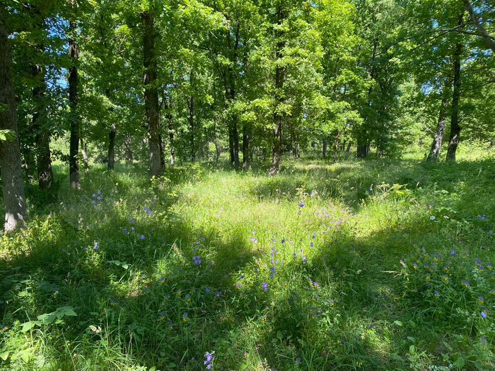 Участок 18 сот. (СНТ, ДНП)