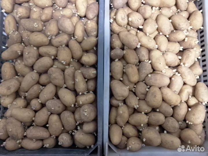 Семенной картофель