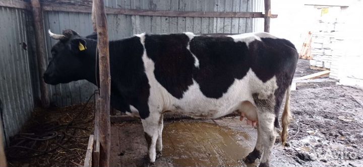 Корова и бык