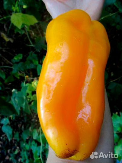 Семена сладких гигантских сортов перца