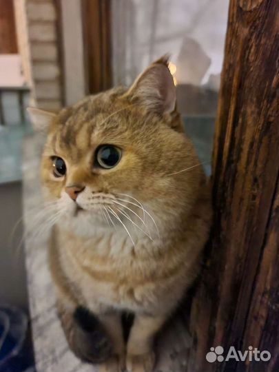 Британский кот вязка