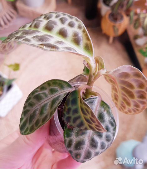 Лабизия Turtle Back